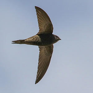 Common Swift